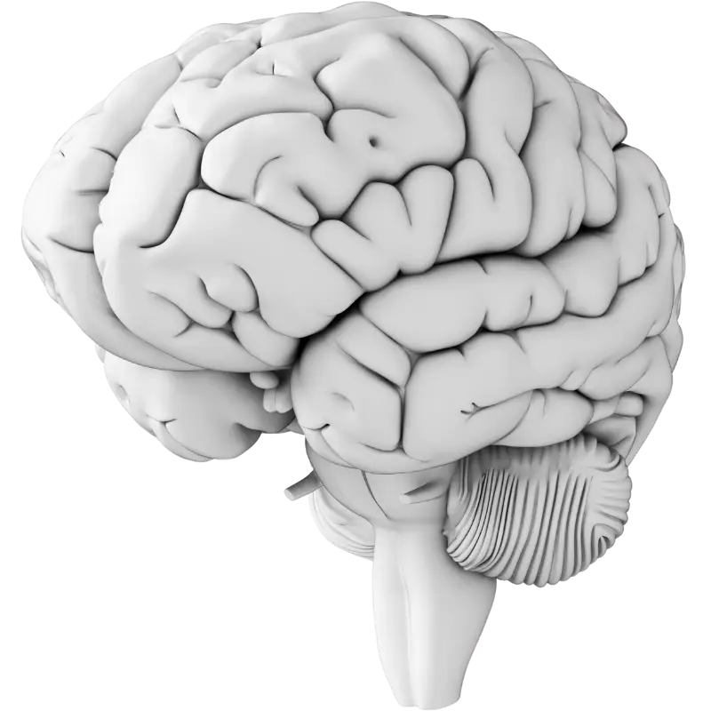 brain diagram