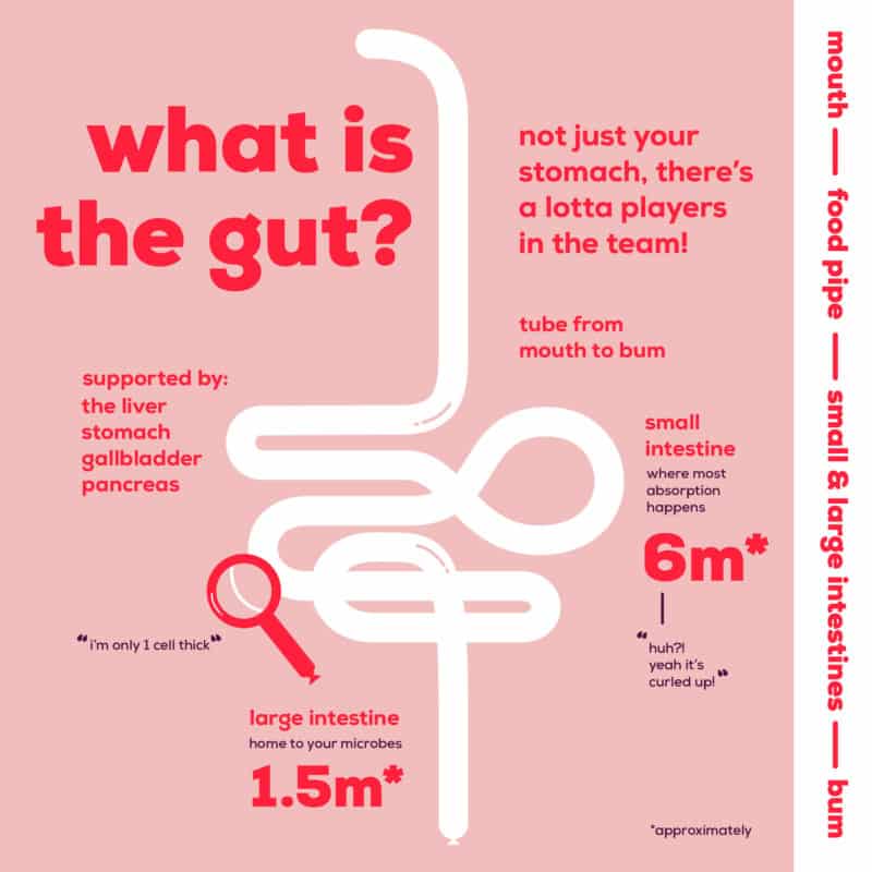 what-is-the-gut-biology-lesson-time-the-gut-stuff